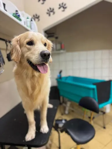 RAFF - Salon Gromerski Twojego Czworonoga